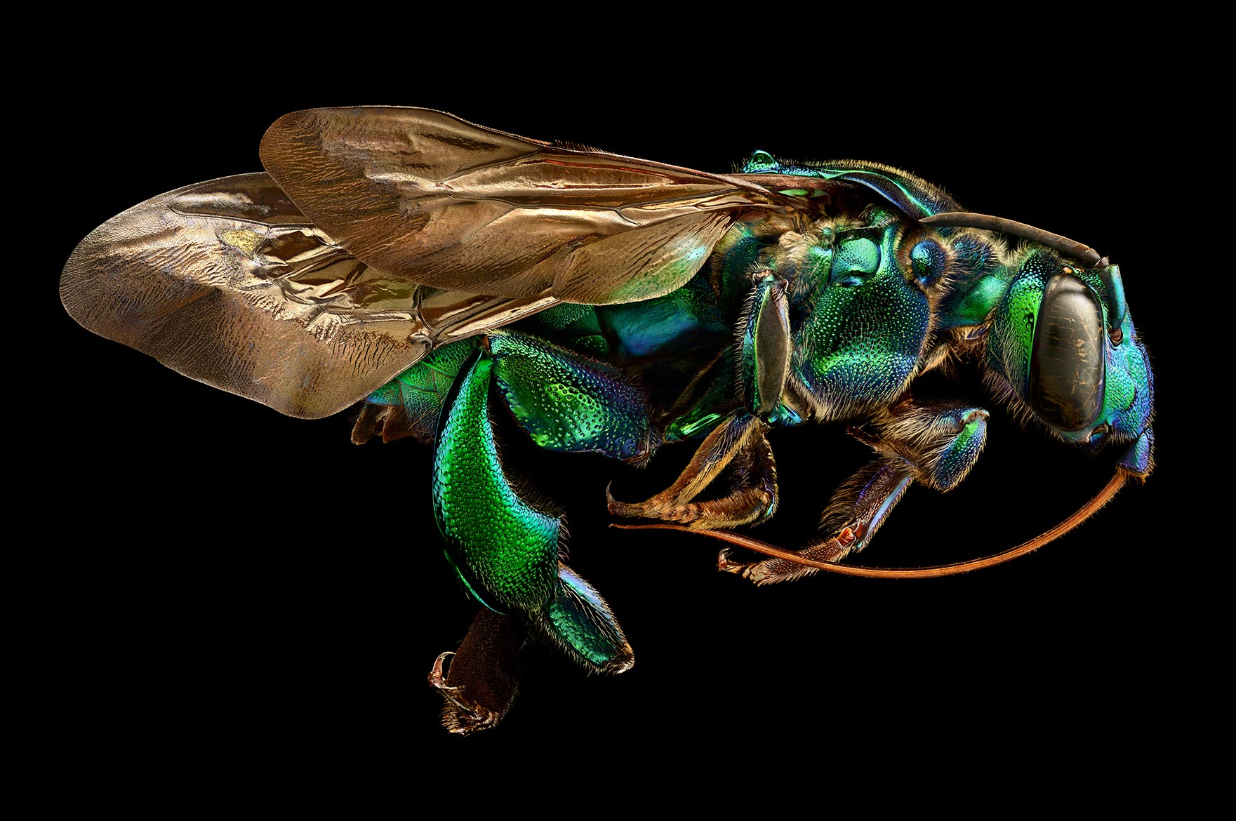 10,000 Stacked Photos Create Insanely Detailed Insect Portraits | The ...